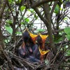 babybirds