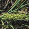 Cenchrus_spinifex