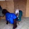 pony blankets