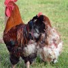 Photo: www.hobbyfarms.com