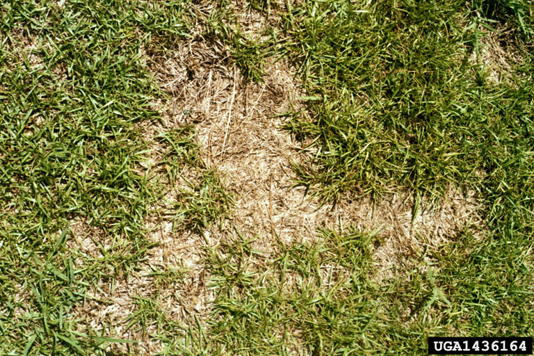 Centipedegrass Impacted by Cold Winter | N.C. Cooperative Extension