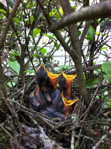 Cover photo for Abandoned Baby Animals