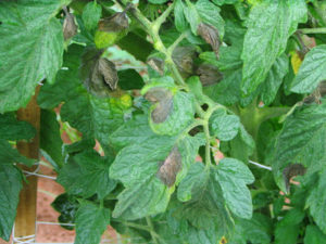 Cover photo for Can You Mix Serenade With Copper? Organic Farmers Want to Know