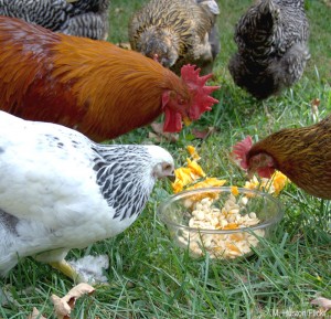 Cover photo for Extension@YourService: Is Your Backyard Chicken Proof?