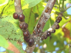 Cover photo for Managing Scale Insects in the Landscape