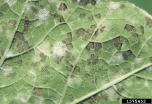 Cover photo for Cucurbit Downy Mildew