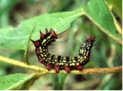 azalea caterpillar