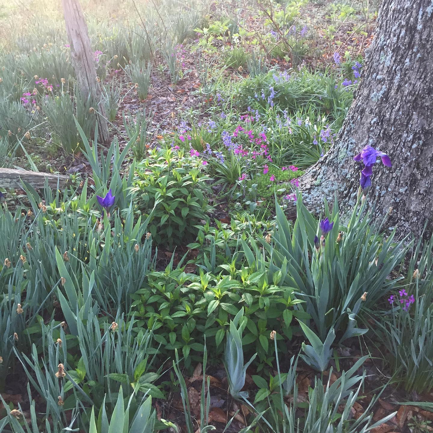 Spring flowers in the garden