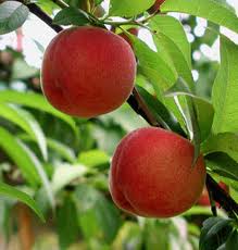 Two ripe peaches on peach tree