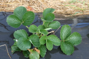 Strawberry plants