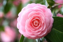 Camellia Japonica "Pink Perfection"