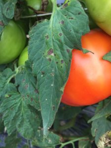 Cover photo for Vegetable Production Update - July 6, 2018