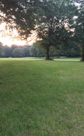 green lawn scene