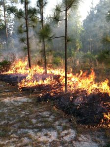 prescribed fire in longleaf stand
