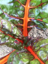 Cover photo for Extension@YourService: Swiss Chard Is a Garden Stalwart
