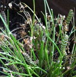 Cover photo for Extension@YourService: Late-Season Pests