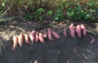 Cover photo for Extension@YourService: Sweet Potato Season Once Again!