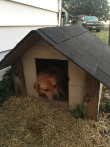dog sleeping in a dog house