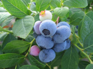 blueberries