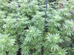 hemp plants in greenhouse