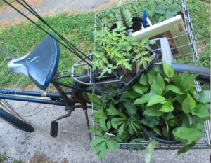 a bicycle with plants in the carriers