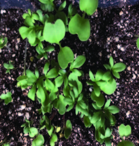 microgreens