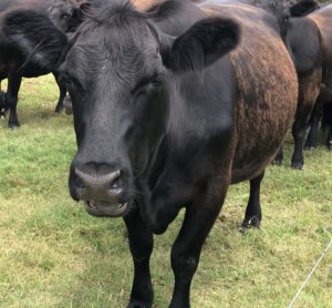 Black cow in pasture