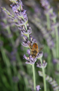 Lavender flower spike with pollinator