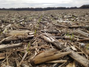 Cover photo for Video: Optimal Wheat Seeding Rates