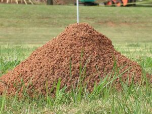 Cover photo for Fire Ant Control
