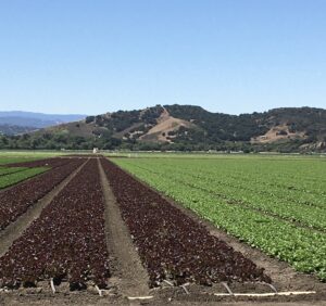 Cover photo for Report From the Salad Bowl
