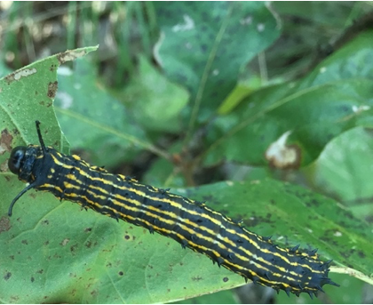 caterpillar with black and orange lateral stripes