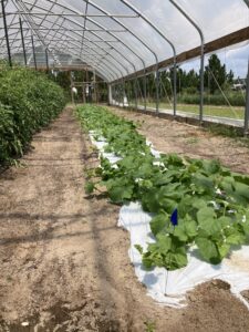 A high tunnel and plastic mulch can facilitate growing organically