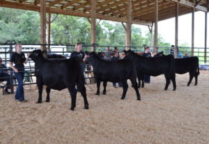 Cover photo for Anson County Heifer Show