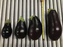 various sized eggplants