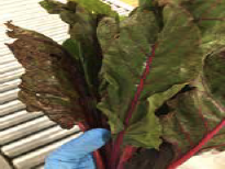 Swiss chard leaves showing disease, insect damage