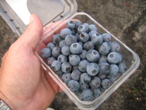 Pint of blueberries