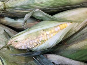 Dimpled kernels indicate old ears. 