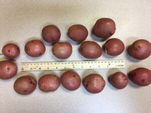 Red new potatoes, showing size uniformity