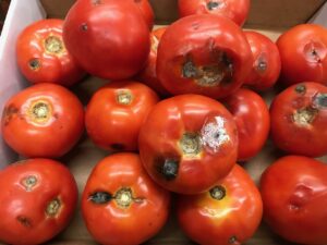 Postharvest diseases on tomato.