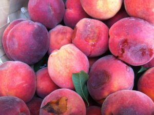 Peaches showing bruising