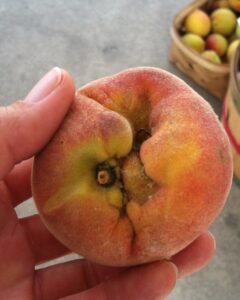 Insect damage on peach called "catfacing"