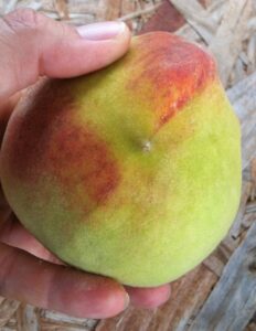 Immature peach