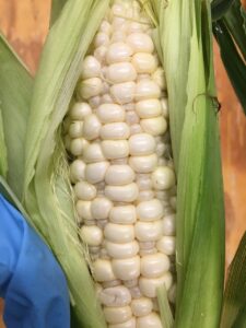 Kernels of sweet corn irregularly filled.