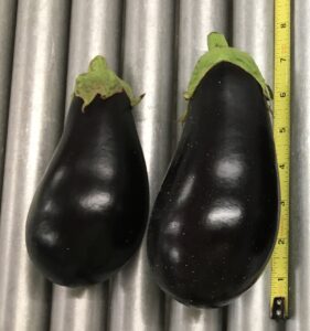 black Italian eggplant