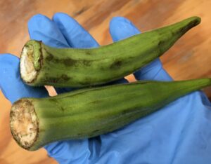 Bruised okra with caps torn off
