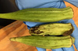 Okra that is too large, yellow, with debris