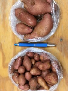 Red new potatoes, broad size differences