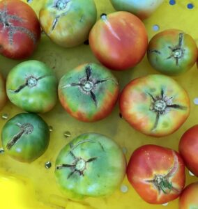 Growth cracks and green shoulders on tomatoes.