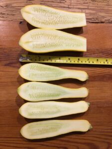 Yellow squash of various sizes cut in half, showing development of seeds inside. 